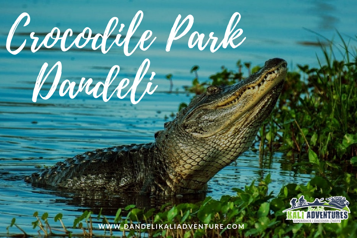 Crocodile-park-in-dandeli