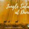 Jungle safari at Dandeli