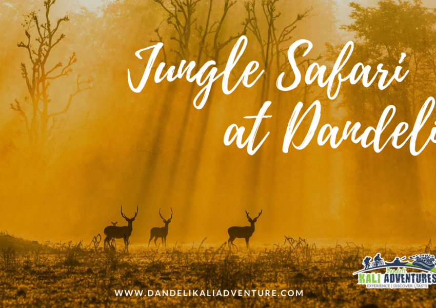 Jungle safari at Dandeli