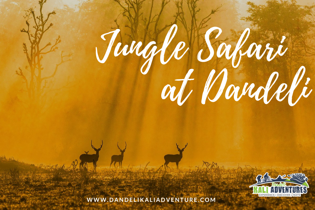 dandeli safari price